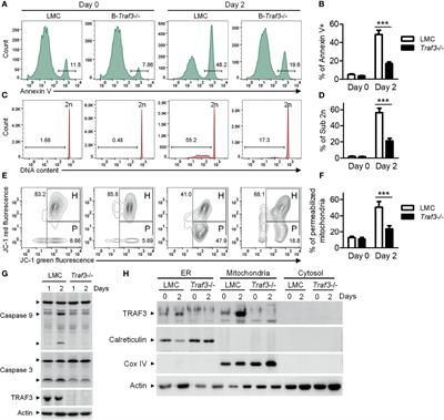 Mitochondrial Fission Factor Is a Novel Interacting Protein of the Critical B Cell Survival Regulator TRAF3 in B Lymphocytes